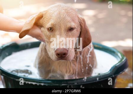 Das niedliche labrador Hündchen duscht im Bad auf einem unscharfen sonnigen Hintergrund Stockfoto