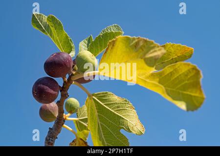 Nahaufnahme essbarer Feigen in verschiedenen Reifungsstadien auf Feigenbäumen (Ficus carica) gegen den blauen Himmel im Sommer Stockfoto