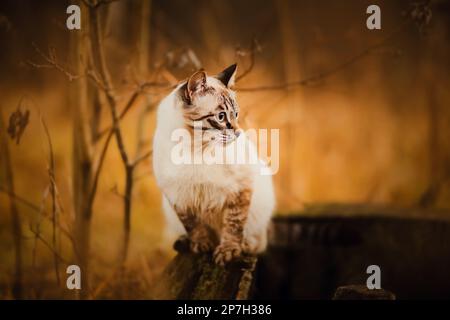 Eine wunderschöne Tabby-Katze sitzt an einem Herbsttag auf einem dicken alten Baumstumpf. Gehen Sie mit Ihrem Haustier im Park. Stockfoto