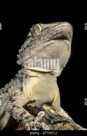 Tarantola o Platidattilo Muraiolo, Tarentola mauritanica, si può vedere