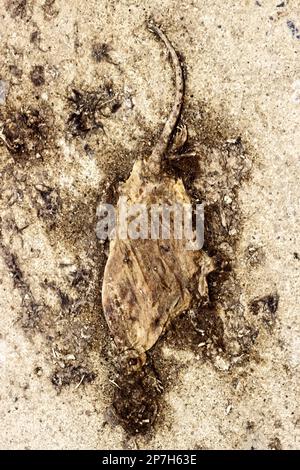 Tote Ratte auf dem Boden. Zerquetschtes Nagetier auf dem Boden Stockfoto
