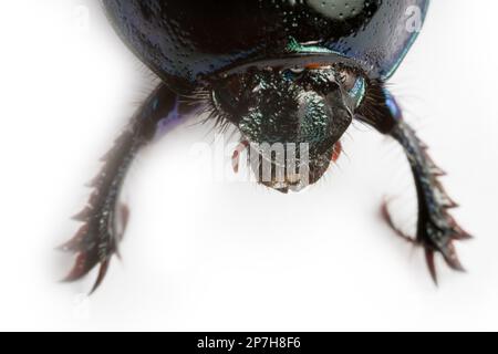 Metallisch blauer erdbohrender Mistkäfer (Geotrupes) kriecht auf weißem Hintergrund. Nahaufnahme im Hochformat, Ultramakro Stockfoto