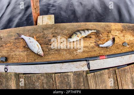 Dorffischen - ein fröhliches Set. Zwei Kakerlaken und ein Barsch wurden gefangen und eine Stange. Fisch auf dem Hintergrund eines alten Holzpiers. Fischaugenlinse Stockfoto