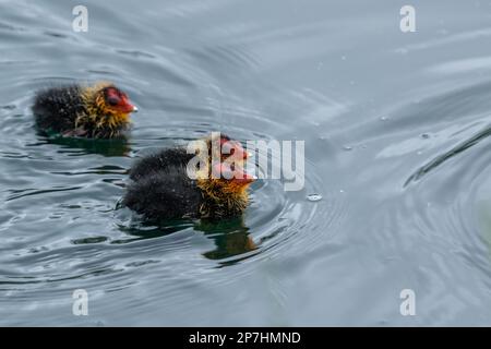 Drei Küken (Fulica atra), die auf einem Süßwassersee schwimmen. Stockfoto