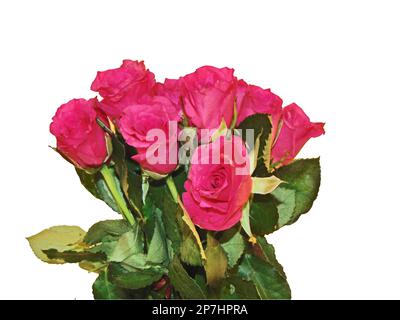 Strauß rosa Rosen isoliert auf weißem Hintergrund Stockfoto