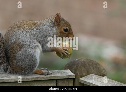 Ein graues Eichhörnchen aus Großbritannien (Sciurus carolinensis), das einen Apfel isst, den es von einem nahe gelegenen Obstbaum genommen hat. Stockfoto