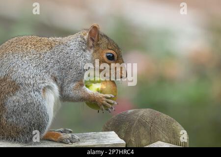 Ein graues Eichhörnchen aus Großbritannien (Sciurus carolinensis), das einen Apfel isst, den es von einem nahe gelegenen Obstbaum genommen hat. Stockfoto