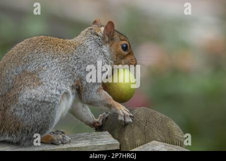 Ein graues Eichhörnchen aus Großbritannien (Sciurus carolinensis), das einen Apfel isst, den es von einem nahe gelegenen Obstbaum genommen hat. Stockfoto