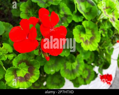 Hufeisengeranium, Pelargonium zonale Stockfoto