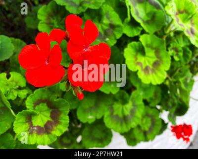 Hufeisengeranium, Pelargonium zonale Stockfoto