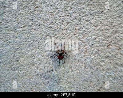 Hausfliege an einer Steinmauer Stockfoto