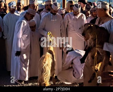 Szenen vom chaotischen Ziegenmarkt, Nizwa, Oman Stockfoto