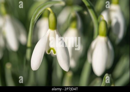 Schneeglöckchen in Blüten (Galanthus nivalis), die in Wales, Vereinigtes Königreich, angebaut werden. März 7. 2023. Stockfoto