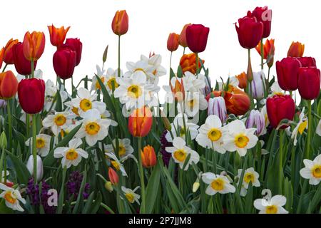 Wiesenblumen als Tulpen und Narzisse in verschiedenen Farben Stockfoto