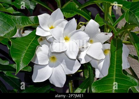 Brautstrauß oder Wild frangipani (Plumeria pudica) im tropischen Garten Stockfoto