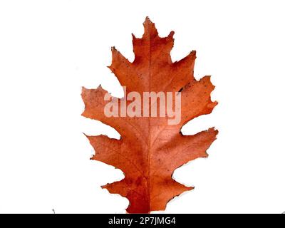 Roteichenblatt im Herbst Stockfoto