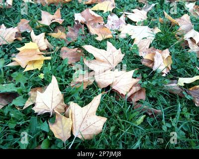Blätter im Herbst auf dem grünen Rasen Stockfoto