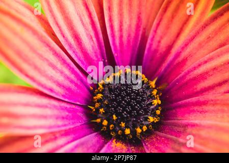 Nahaufnahme der pulsierenden Blütenblätter mit Gänseblümchen Stockfoto