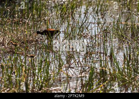 Nördliche Jacana (Jacana spinosa) mit Küken in Usumacinta Marshes, Mexiko Stockfoto