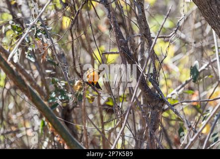 Foraging Streak-Backed Oriole (Icterus pustulatus) im Staat Chiapas, Mexiko Stockfoto