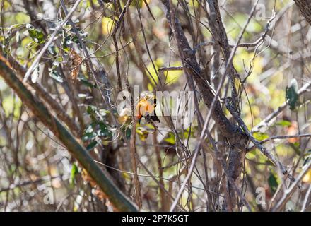 Foraging Streak-Backed Oriole (Icterus pustulatus) im Staat Chiapas, Mexiko Stockfoto