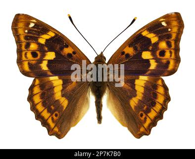 Apatura ilia Schmetterling oder weniger lila Kaiser isoliert auf weißem Hintergrund Stockfoto