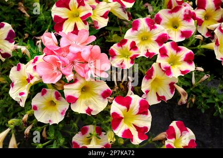 Hintergrund gelber und roter Petunienblüten im französischen Garten Stockfoto