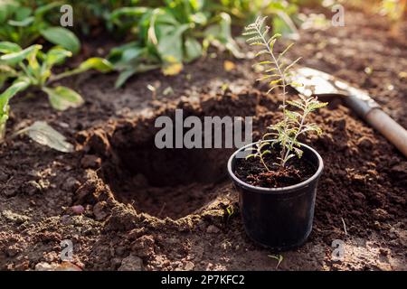 perovskien in den Boden Pflanzen. Der Gärtner stellt kleine Setzlinge in ein Loch, das mit einer Schaufel im Herbstgarten ausgegraben wurde. Transplantation zur Landschaftsgestaltung im Herbst Stockfoto