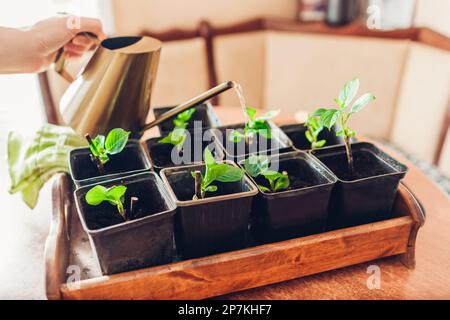 Bewässerung von transplantierten Bigleaf-Hortensien in Töpfen mit Gießkanne. Anbau neuer Pflanzen zu Hause. Frühjahrsgärtnerei. Fortführung Stockfoto