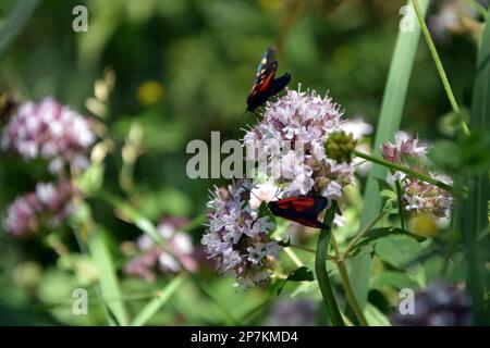 Uber die Vertiefung zweier Mottenarten (Zygaena filipendulae und Zygaena osterodensis) auf eine hellviolette Oreganblüte an einem sonnigen Sommertag Stockfoto