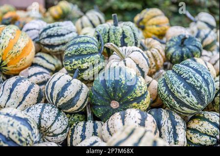 Mehrere gestreifte Kürbis-Zierrippen in Grün, Weiß und Gelb auf einem Bauernhof zum Verkauf während der Erntesaison, Oktober, Thanksgiving, Halloween Stockfoto