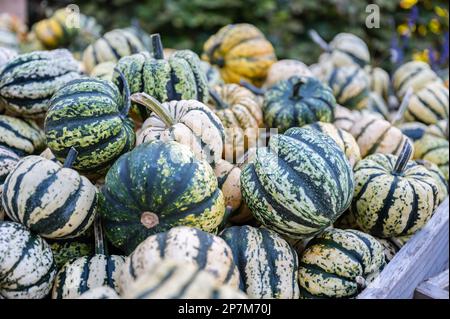 Nahaufnahme mehrerer gestreifter Kürbis-Zierrippen in Grün, Weiß und Gelb auf einem Bauernhof zum Verkauf während der Erntesaison, Oktober, Thanksgiving, Stockfoto