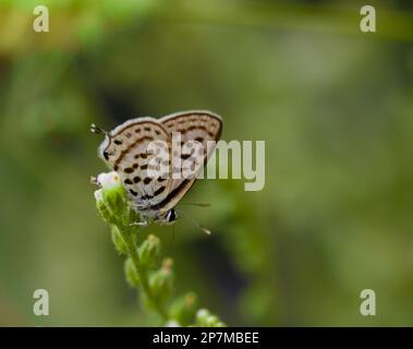 Gemeiner pierrot oder kleiner Tigerfalter, sitzt auf Blumen mit geschlossenen Flügeln Stockfoto