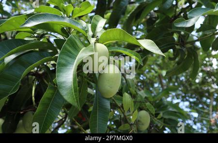 Nahaufnahme von zwei ovalen unreifen Mangofrüchten durch Blätter auf einem Mangobaum im Garten Stockfoto