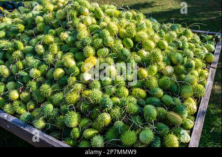 Jede Menge grüne Gurke, Stachelschnürze, Momordica dioica, stachelige Kantola in einer Holzkiste draußen auf einer Farm, die während des Thanksgiving zum Verkauf angeboten wird, Ha Stockfoto