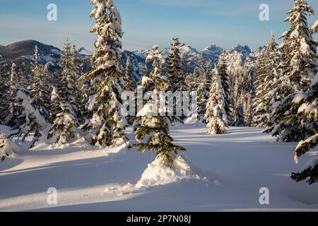 WA23211-00...WASHINGTON - Blick auf die Snoqualmie Peaks und Schnee- und eisbedeckte Bäume vom Amabilis Mountain. Stockfoto