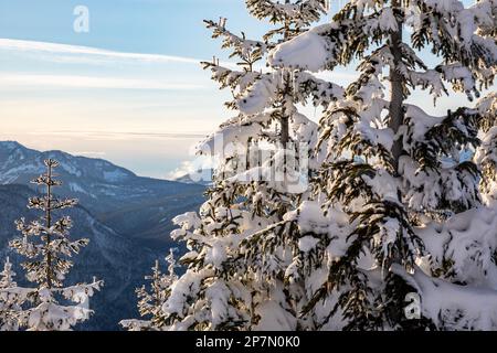 WA23212-00... WASHINGTON - Eiszapfen auf schneebedeckten Bäumen in der späten Nachmittagssonne im Okanogan - Wenatchee National Forest. Stockfoto