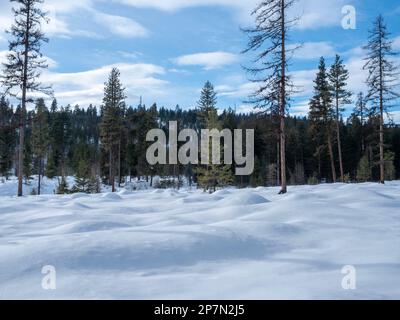 WA23226-00...WASHINGTON - Hummocks in einer schneebedeckten Freizone entlang des Nummer 9 Skilanglaufloipads südlich und unterhalb des South Summit Sno-Par Stockfoto