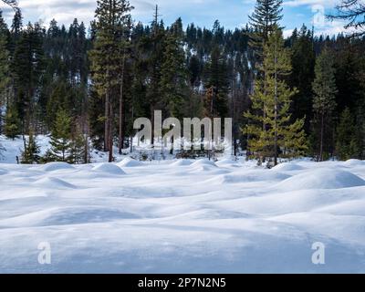 WA23227-00...WASHINGTON - Hummocks in einer schneebedeckten Freizone entlang des Nummer 9 Skilanglaufloipads südlich und unterhalb des South Summit Sno-Par Stockfoto