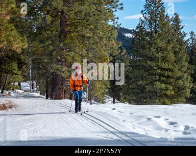 WA23240-00...WASHINGTON - Langlaufski auf dem gepflegten Cassal Hut Trail im ausgedehnten Methow Valley Trail in der Gegend von Rendezvous. Stockfoto