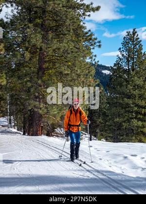 WA23241-00...WASHINGTON - Langlaufski auf dem gepflegten Cassal Hut Trail im ausgedehnten Methow Valley Trail in der Gegend von Rendezvous. Stockfoto