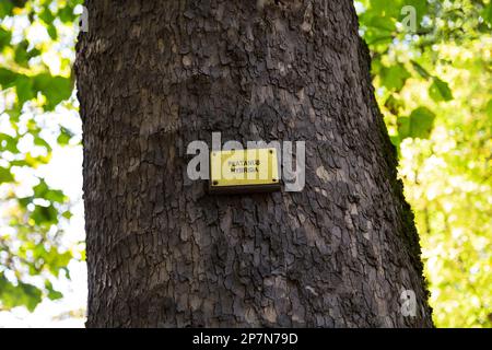 Namensschild auf Baumstamm mit dem Namen in lateinischer Sprache Platanus Hybrida oder London Plane Tree. Stockfoto