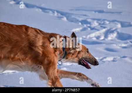 Russischer Windhund im Winterschneefeld sucht nach Beute. Im Norden Schwedens. Stockfoto