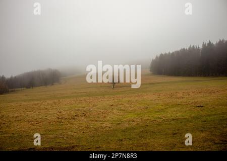 Mister-Landschaft im Tal am Morgen im Winter. Stockfoto