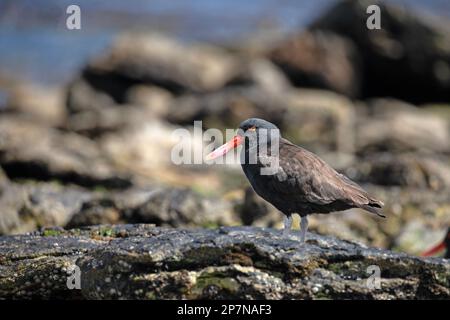 Ein schwarzer Austernhof, Haematopus Ater, auf den Falklandinseln. Stockfoto