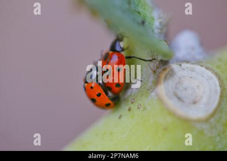 Gefleckter Bernsteinkäfer auf grünem Gras, Blatt-selektiver Fokus Stockfoto