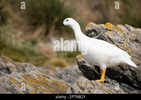 Eine männliche Kelpgans, Chloephaga Hybrida Malvinarum, auf den Falklandinseln. Stockfoto