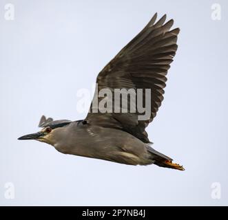 Ein Schwarzkronenreiher, Nycticorax Nycticorax Falklandicus, im Flug über die Falklandinseln. Stockfoto