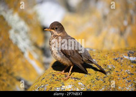 Eine australische Thrush, Turdus Falcklandii Falcklandii, auch bekannt als Falklands Thrush. Stockfoto