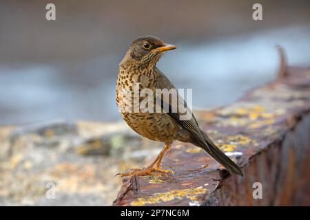 Eine australische Thrush, Turdus Falcklandii Falcklandii, auch bekannt als Falklands Thrush. Stockfoto